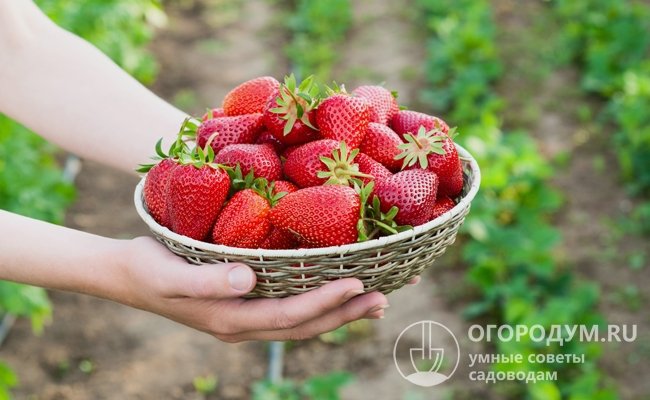 С приходом лета первой наградой садоводам служит раннеспелая ароматная ягода