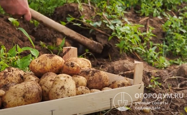 Злаковые считаются плохими предшественниками для картофеля, так как привлекают проволочника