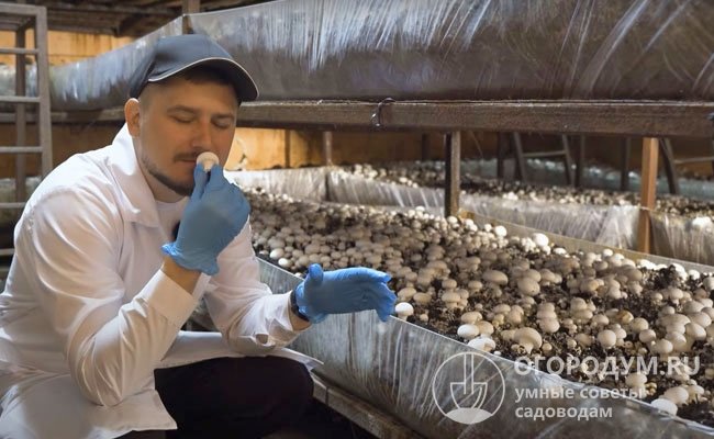 Шампиньоны стали одними из первых грибов, культивируемых в искусственной среде