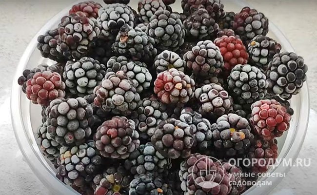Урожай крупноплодных сортов чаще всего замораживают в виде цельных ягод, которые в дальнейшем используют для украшения десертов