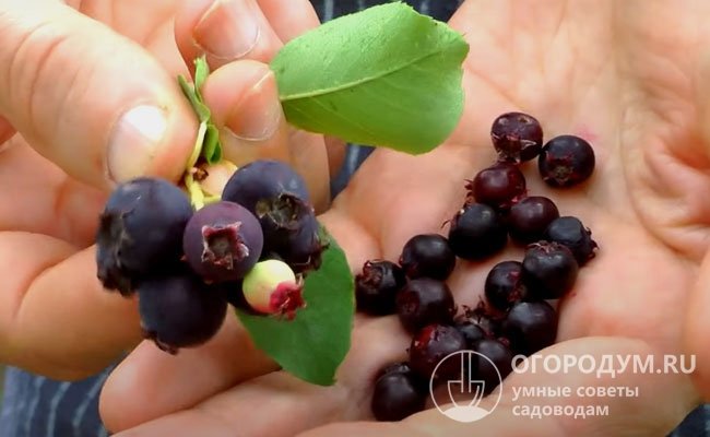 В зависимости от вида и климатических условий спелые плоды имеют красно-фиолетовую или сине-черную окраску с сизым налетом