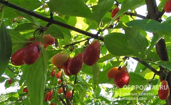 Мягкая ягода плохо переносит транспортировку и не подлежит хранению, поэтому лучше собирать плоды на стадии технической зрелости, пока они упругие и только набирают цвет