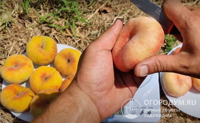 Инжирные (плоские) персики отличаются мелкой косточкой, которая хорошо отделяется. Способы заготовки таких плодов полностью идентичны