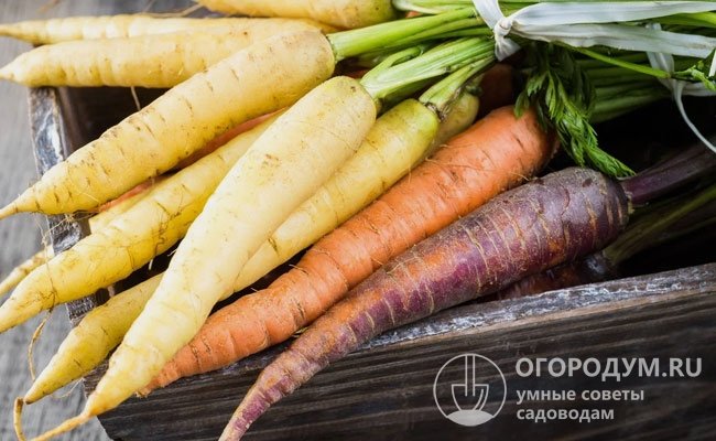Разноцветная морковь поможет разнообразить заготовки, придать им оригинальные цветовые и вкусовые оттенки