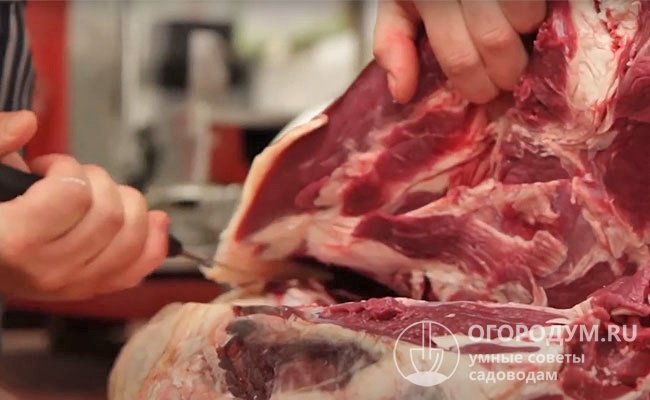 Максимальный убойный выход (до 70%) с получением элитной мясной продукции обеспечивают трехлетние галловейские бычки