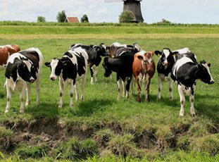 Голландские коровы