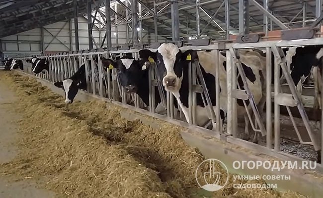Стельных коров переводят в сухостойный режим за 1,5-2 месяца до отела