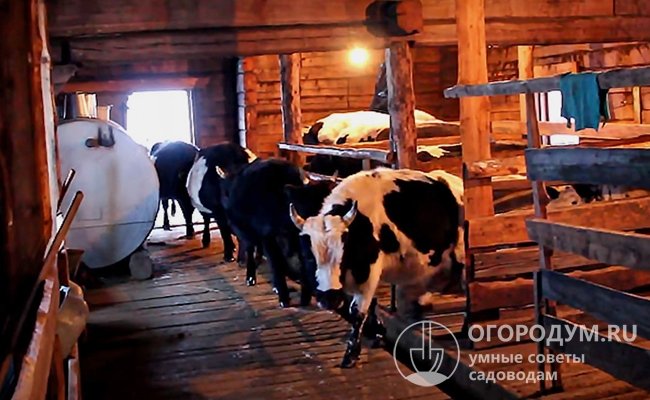 Основное поголовье якутских коров сосредоточено в Эвено-Бытантайском национальном улусе республики Саха, расположенном за Северным полярным кругом