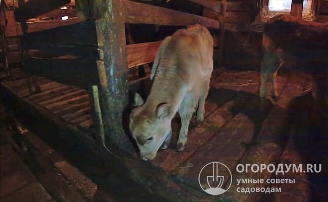 Якутский теленок при рождении весит не более 20-25 кг, поэтому отелы проходят, как правило, легко