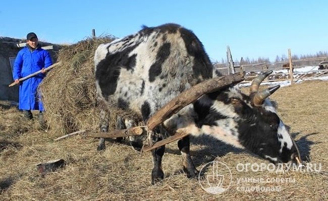 На фото – бык якутской породы в селе Кустур (респ. Саха)