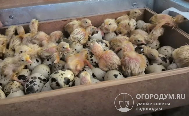 Процесс инкубации яиц длится всего 17 дней, что является преимуществом при массовом разведении «эстонцев» (на фото – инкубатор «Блиц» с автоповоротом)