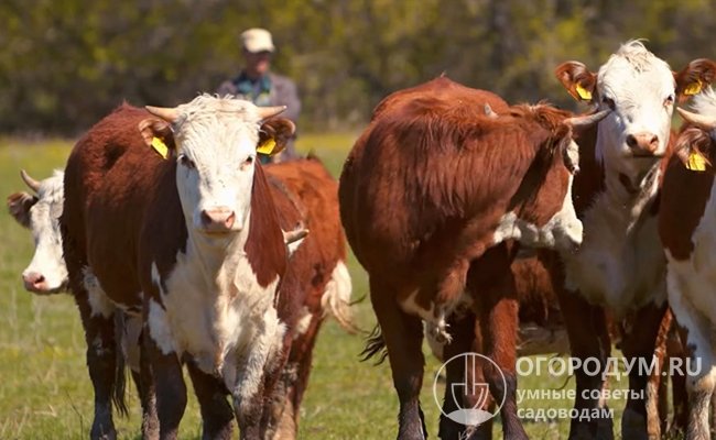 При длительном периоде выпаса и обилии сочных трав вес белоголовых коров может быть выше на 200-300 кг