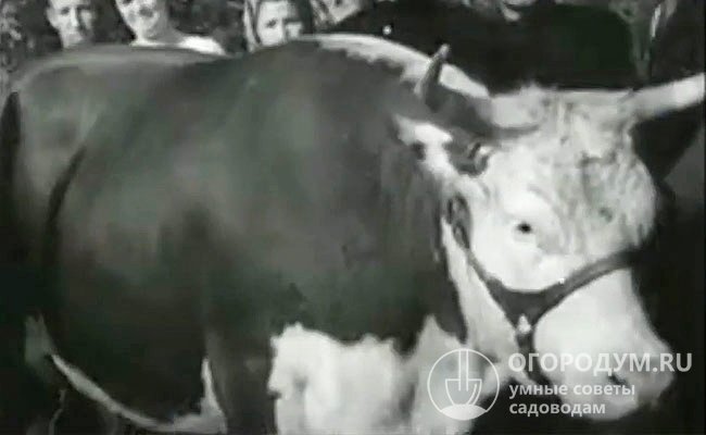 На фото – отправка животных из Балкашинского племенного совхоза на Всесоюзную сельскохозяйственную выставку (кадр из документального фильма 1954 г.)