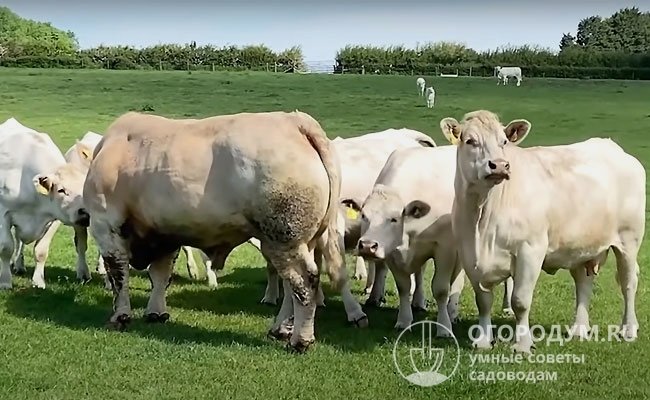 По мнению специалистов, оптимальный возраст коров для первого отела – 24-36 месяцев