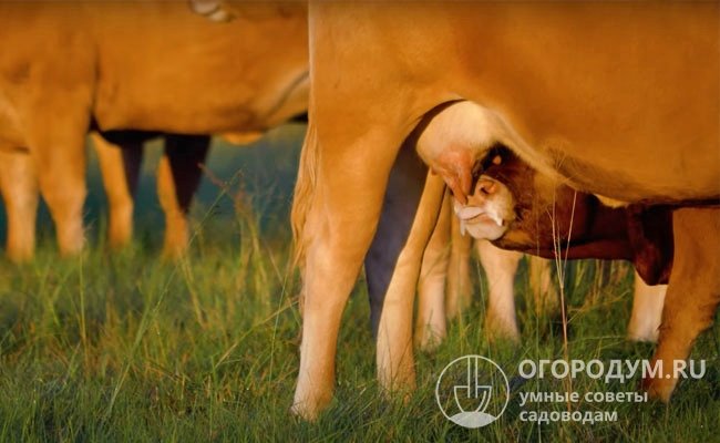 Вымя у коров развито слабо, молоко обладает высокой жирностью