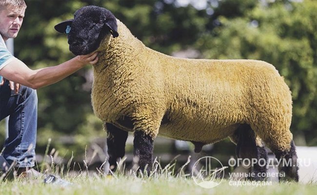 На фото – золотистый баран, представленный на национальной выставке общества овцеводов в Шрусбери (Англия), стоимостью 21000 фунтов стерлингов