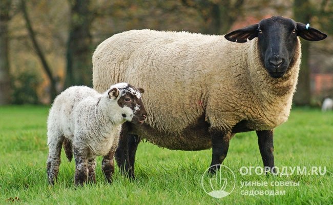 Чаще всего суффолков скрещивают с овцами тексель и дорпер (на фото – помесный ягненок)
